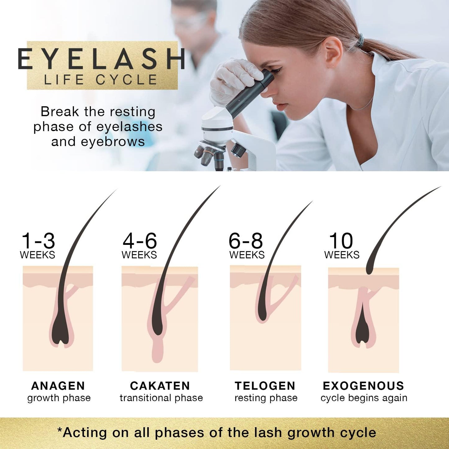 eyelash life cycle