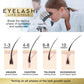 all phases of the lash growth cycle